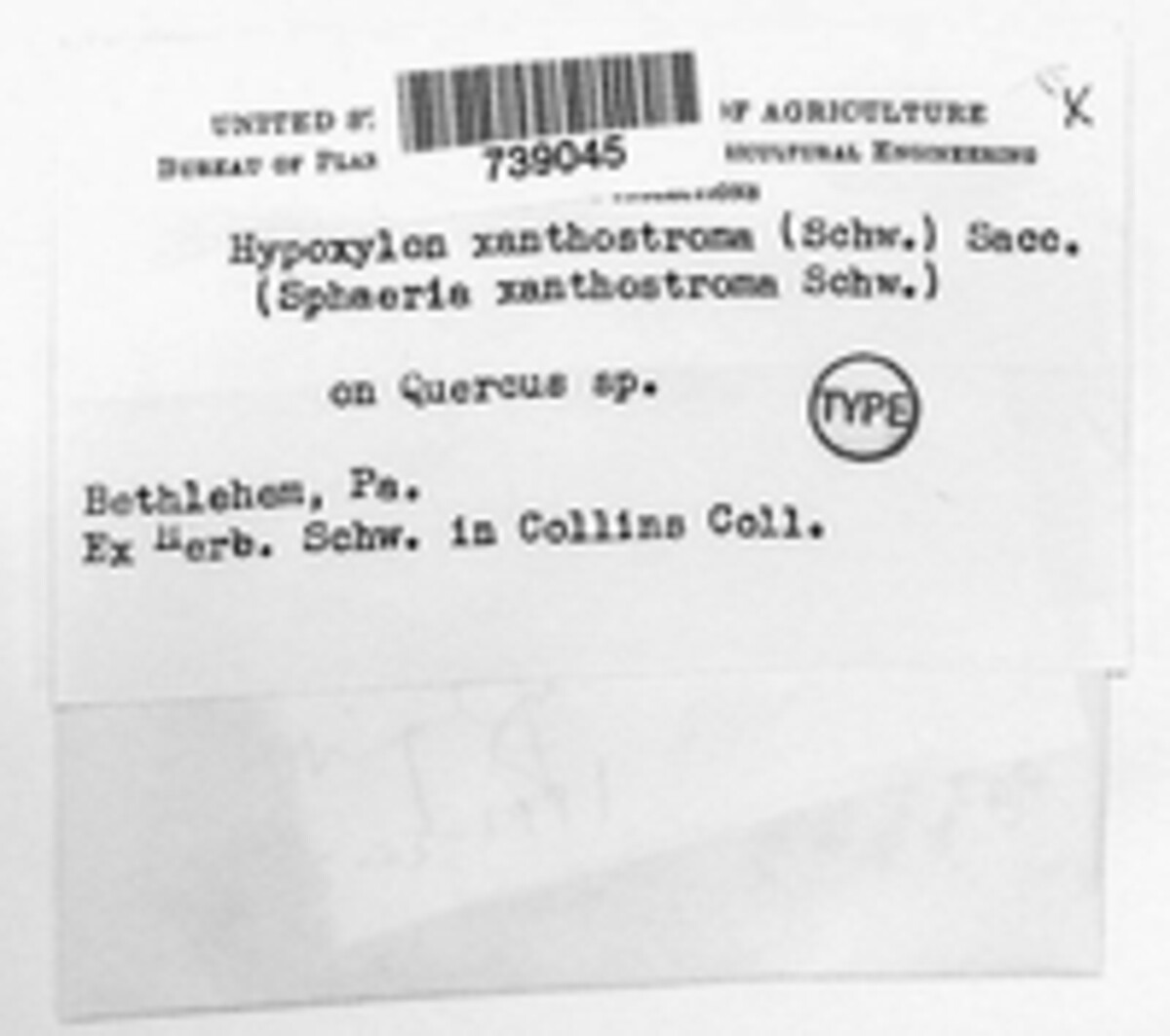 Hypoxylon xanthostromum image